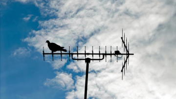 Pigeon on the antenna