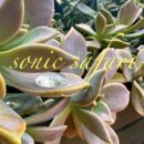 Sonic safari LOGO